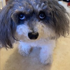 Meet your Posher, Sherrie